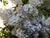 Hebe buxifolia  (Boxleaf Hebe)