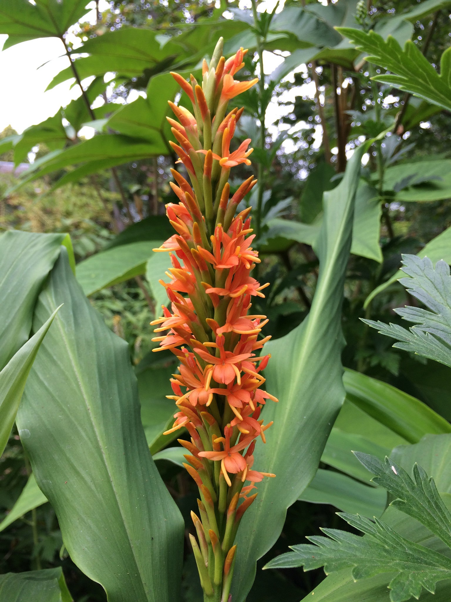 hardy ginger plants Hedychium densiflorum (Hardy Ginger)