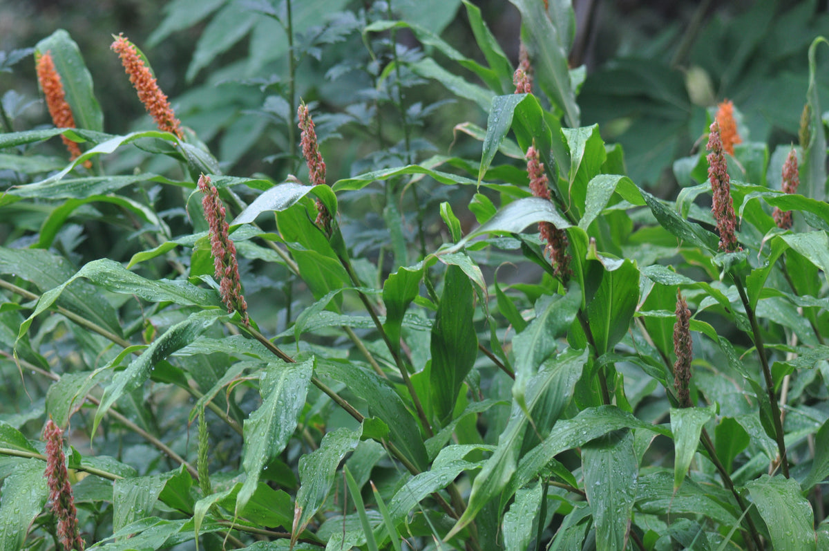 Hedychium densiflorum (Hardy Ginger)