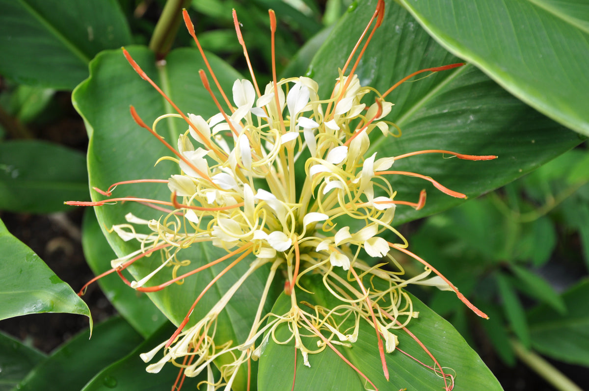Hedychium ellipticum (Rock Butterfly Lily, Hardy Ginger)