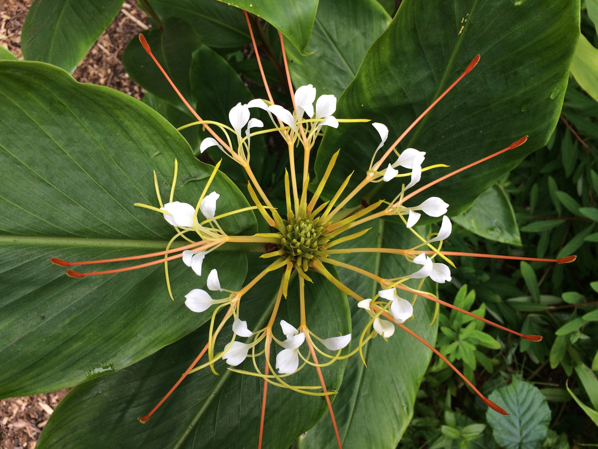 Hedychium ellipticum (Rock Butterfly Lily, Hardy Ginger)