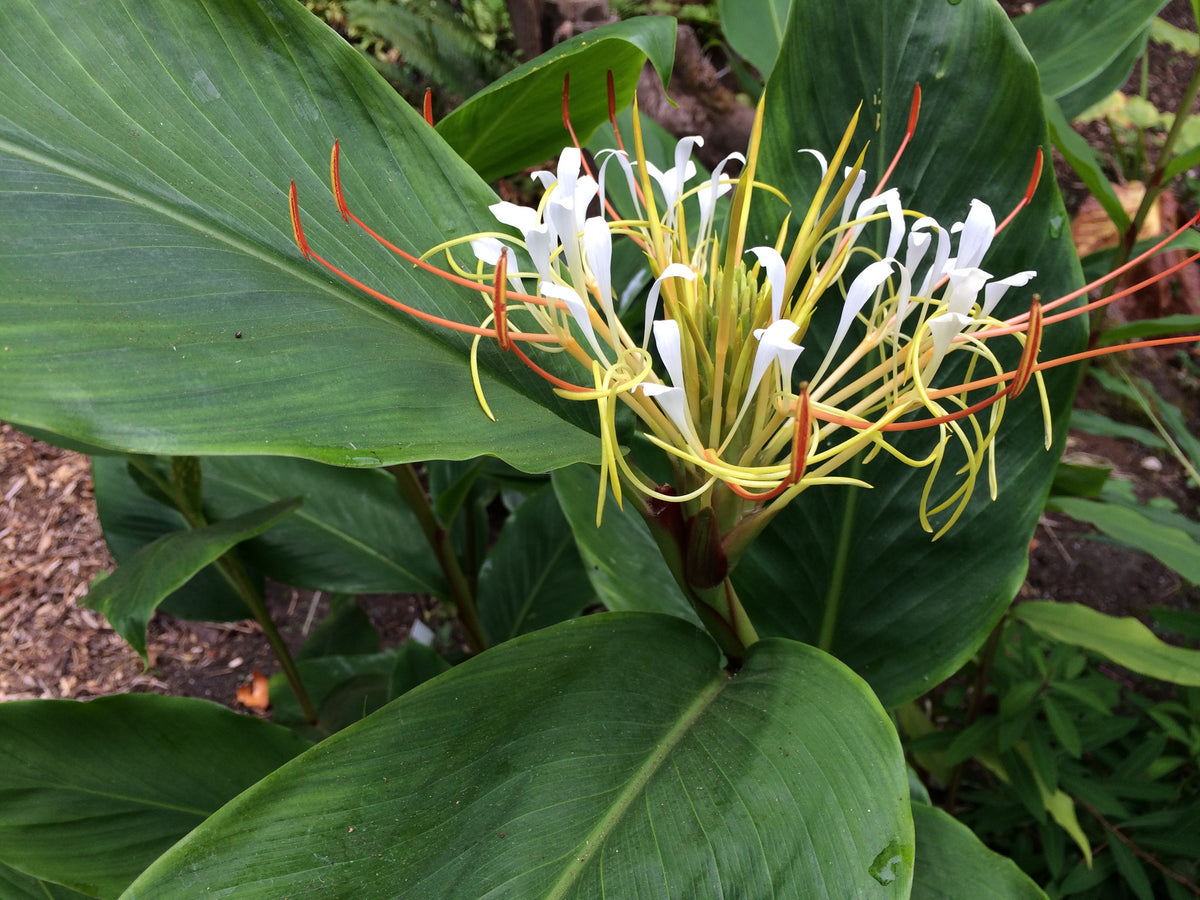 Hedychium ellipticum (Rock Butterfly Lily, Hardy Ginger)