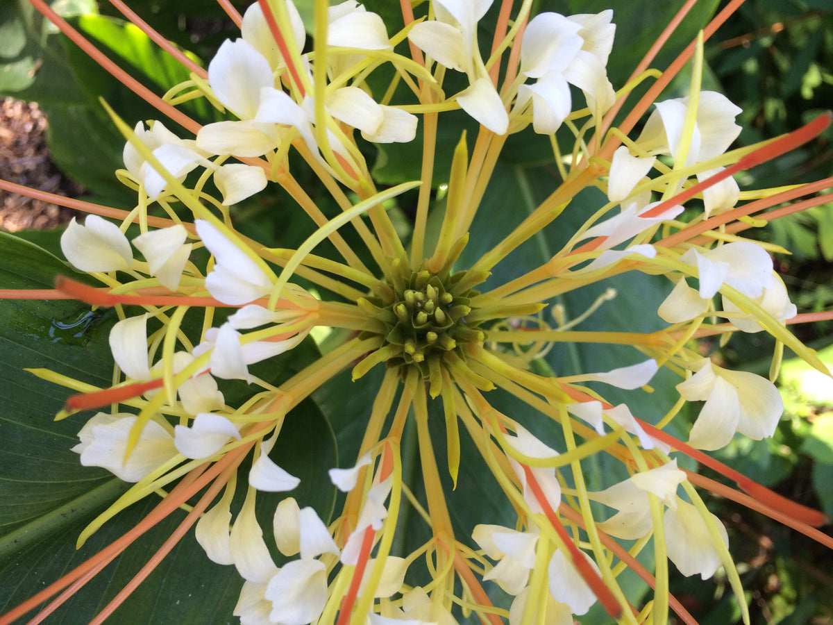 Hedychium ellipticum (Rock Butterfly Lily, Hardy Ginger)