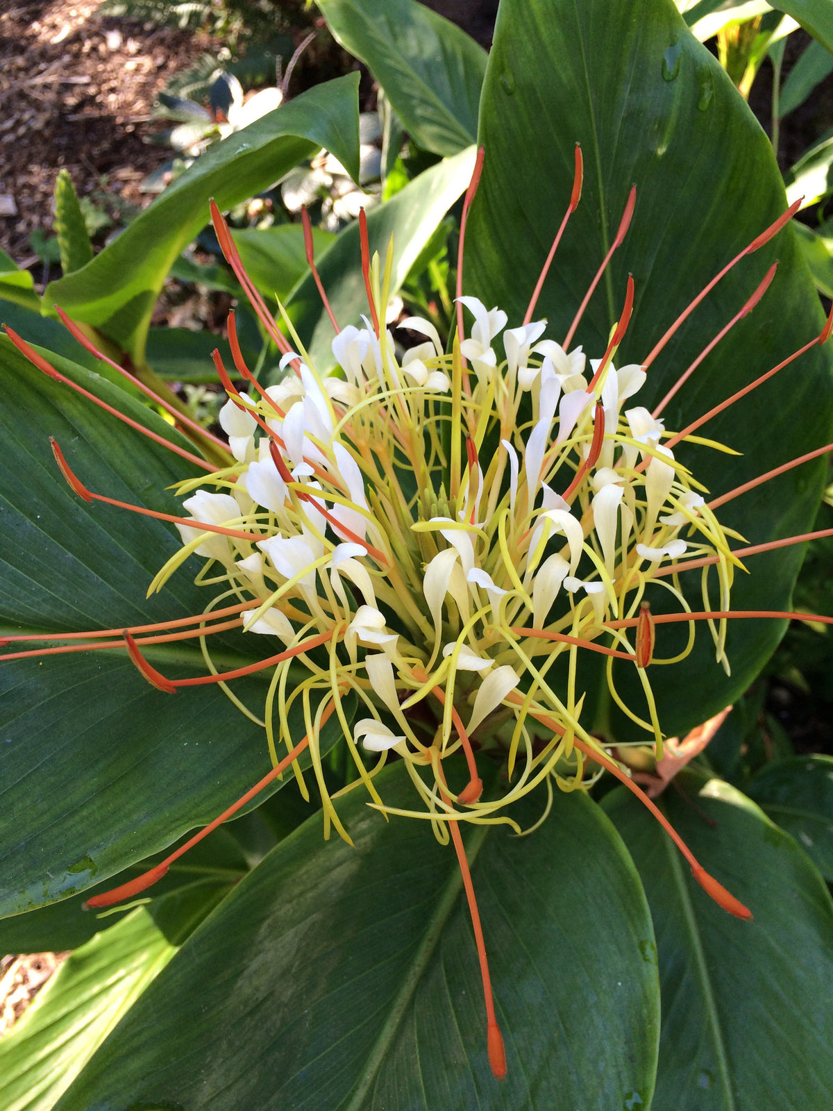 Hedychium ellipticum (Rock Butterfly Lily, Hardy Ginger)