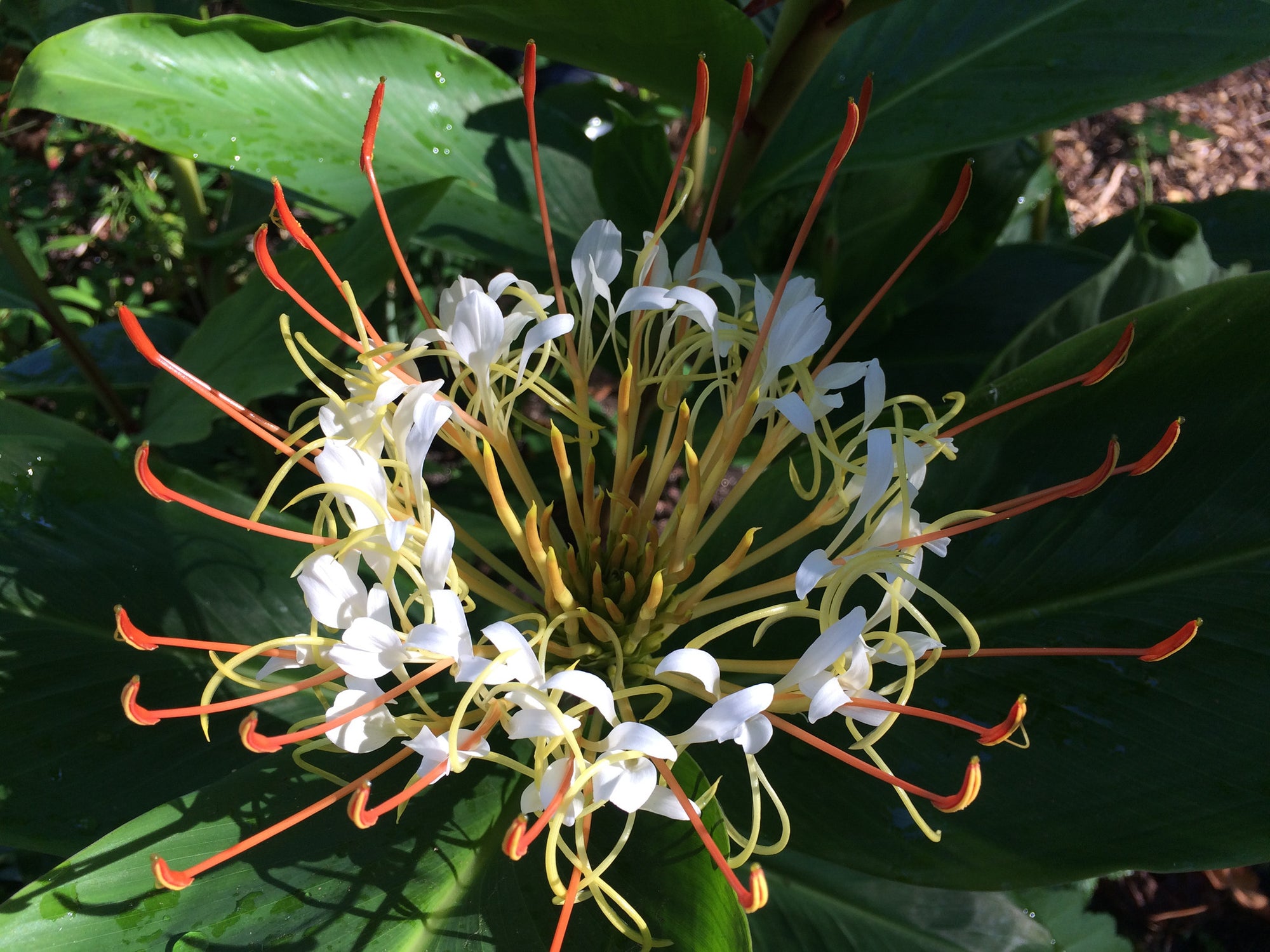 Hedychium ellipticum (Rock Butterfly Lily, Hardy Ginger)