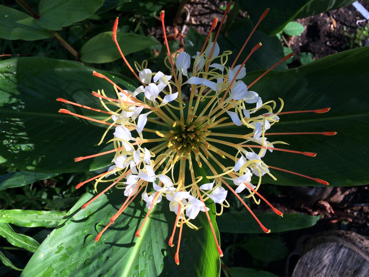Hedychium ellipticum (Rock Butterfly Lily, Hardy Ginger)