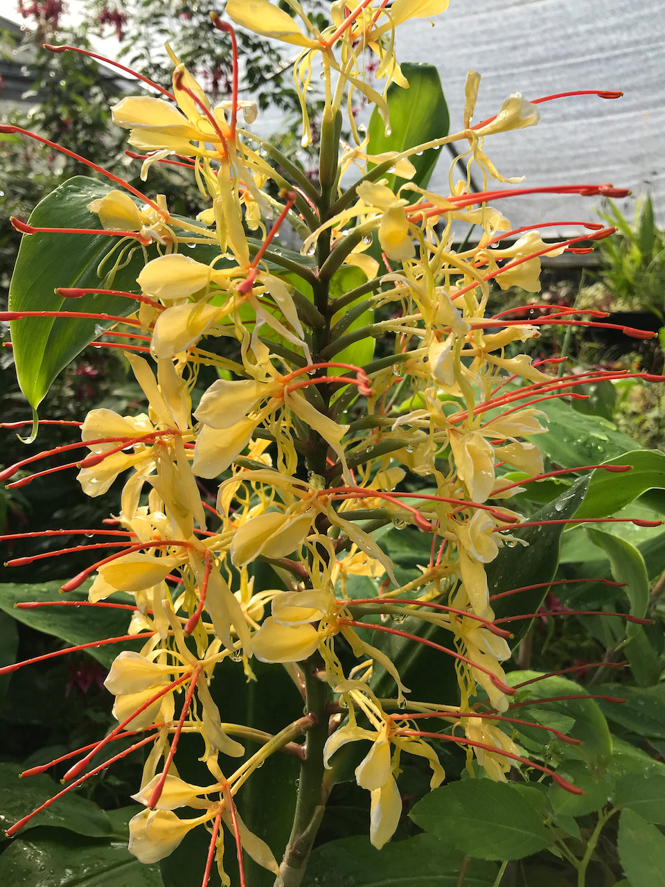 flower ginger lily Hedychium gardnerianum (Kahili Ginger Lily, Hardy Ginger)