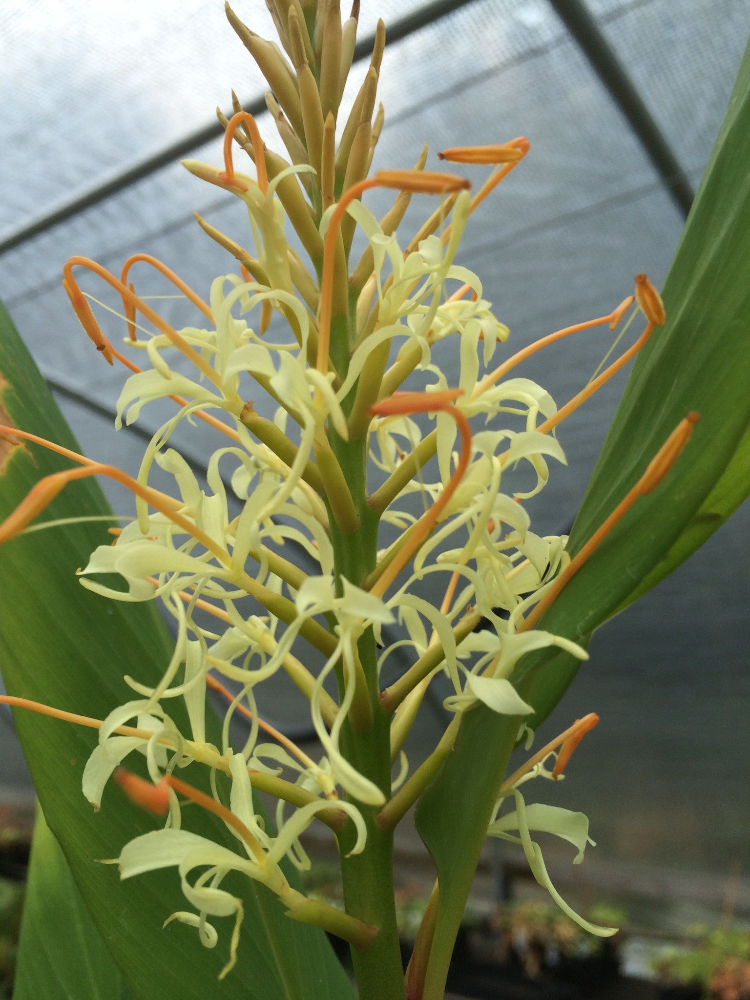 Hedychium griffithianum (Griffith's Butterfly Lily, Hardy Ginger)