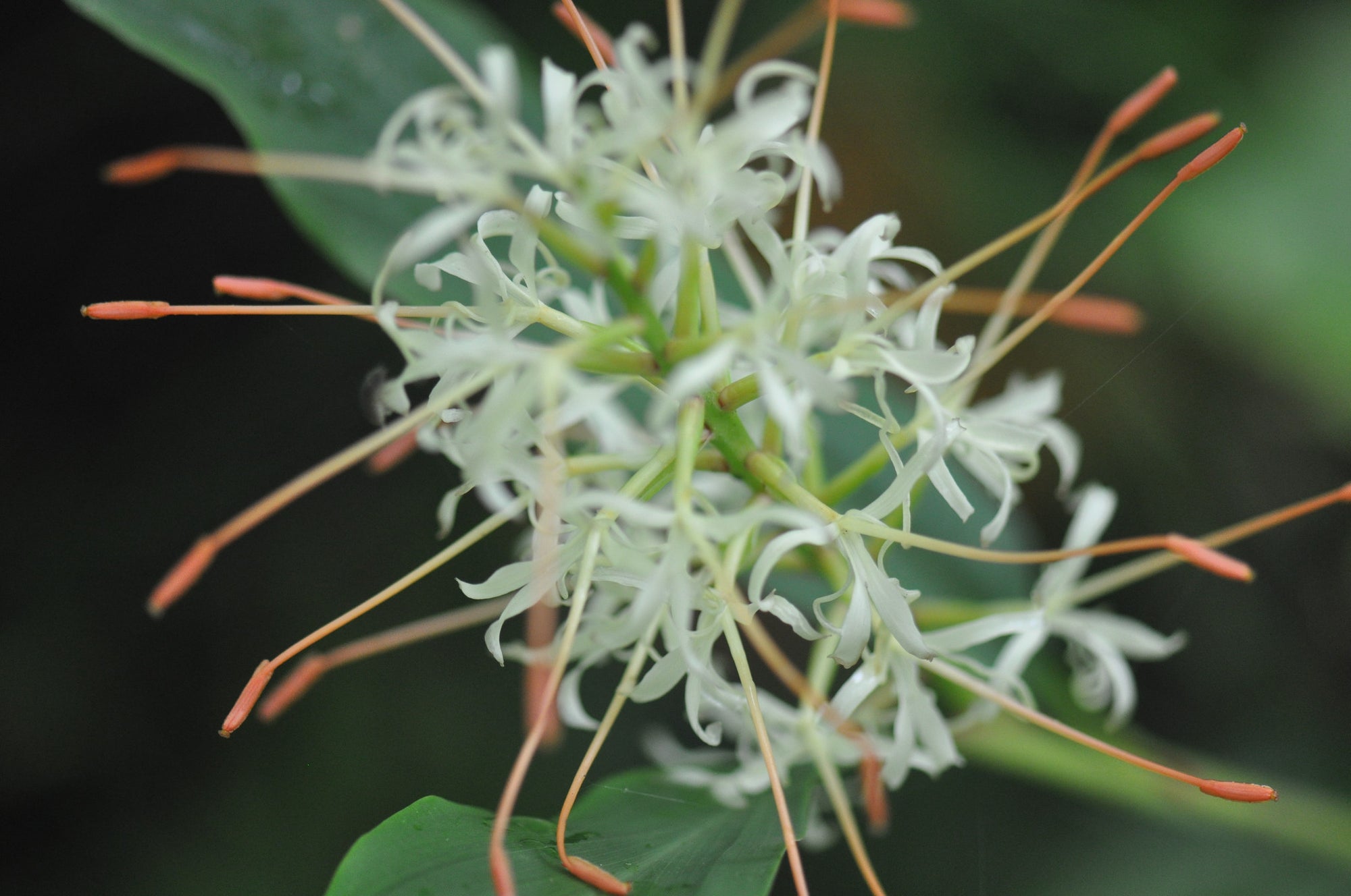 Hedychium griffithianum (Griffith's Butterfly Lily, Hardy Ginger)