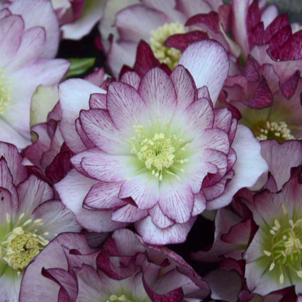 Helleborus 'Blushing Bridesmaid' (Lenten Rose)