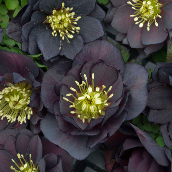 Helleborus &#39;Dark and Handsome&#39; (Lenten Rose)