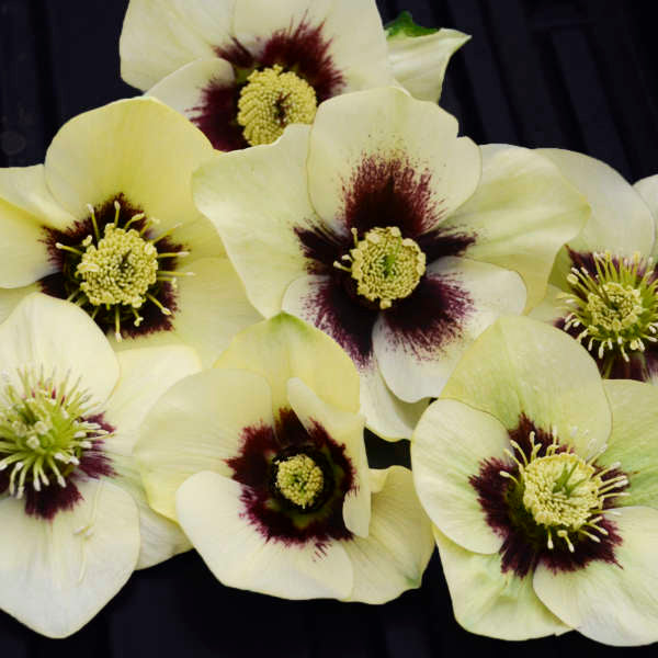 Helleborus 'Spanish Flare' (Lenten Rose)