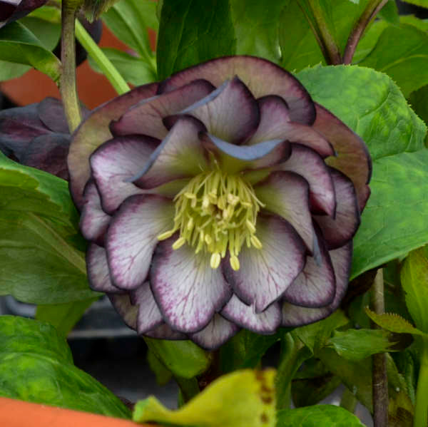 Helleborus &#39;Black Tie Affair&#39;  (Lenten Rose)