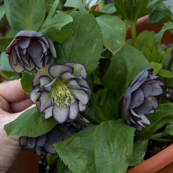 Helleborus &#39;Black Tie Affair&#39;  (Lenten Rose)