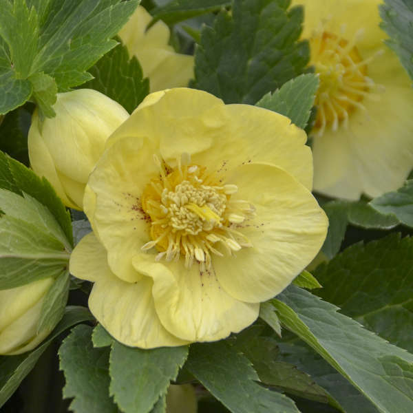 Helleborus &#39;California Dreaming&#39;  (Lenten Rose)