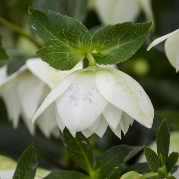 Helleborus &#39;Confetti Cake&#39; (Lenten Rose)