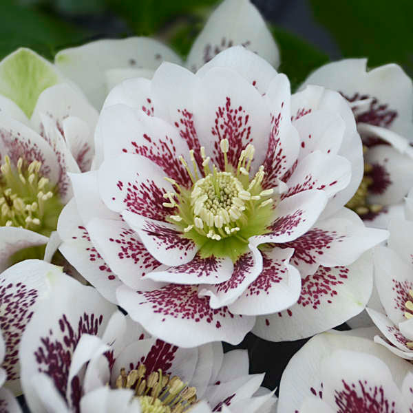 Helleborus &#39;Confetti Cake&#39; (Lenten Rose)
