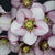Helleborus 'French Kiss' (Lenten Rose)