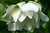 Helleborus 'Sparkling Diamond' (Lenten Rose)