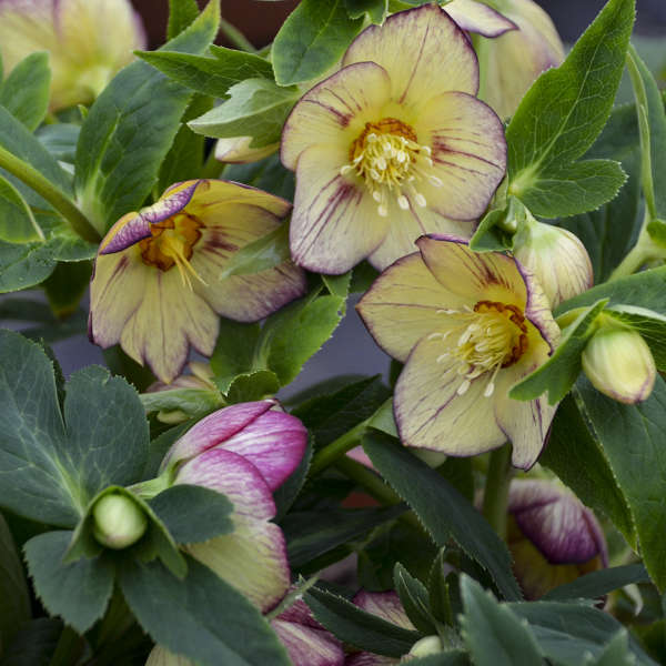 Helleborus &#39;Tropical Sunset&#39; (Lenten Rose)