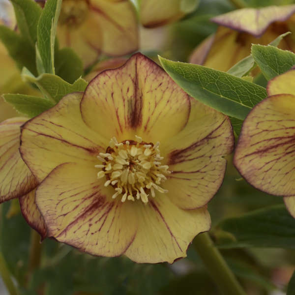 Helleborus &#39;Tropical Sunset&#39; (Lenten Rose)