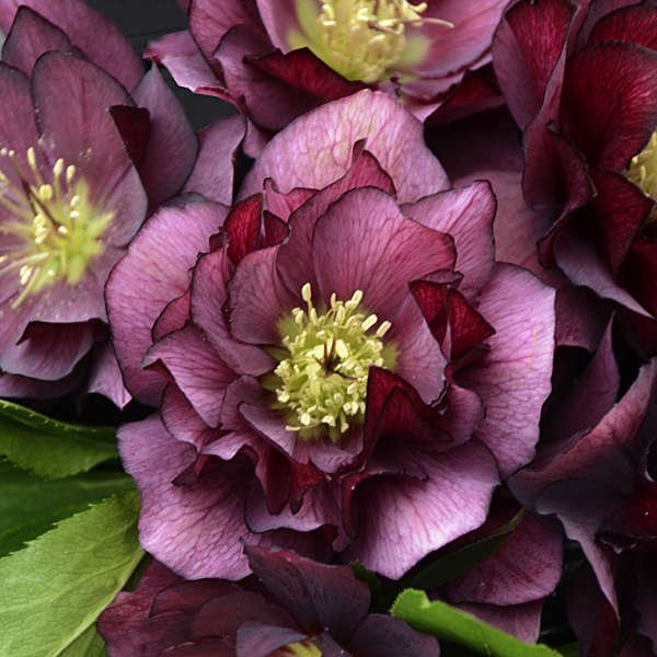 Helleborus &#39;True Love&#39; (Lenten Rose)