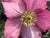 Helleborus Walberton's Rosemary 'Walhero' PP19439  (Lenten Rose)
