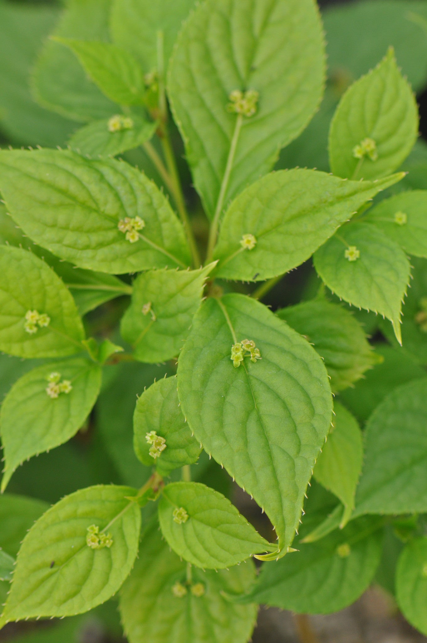 Helwingia japonica