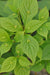 Helwingia japonica