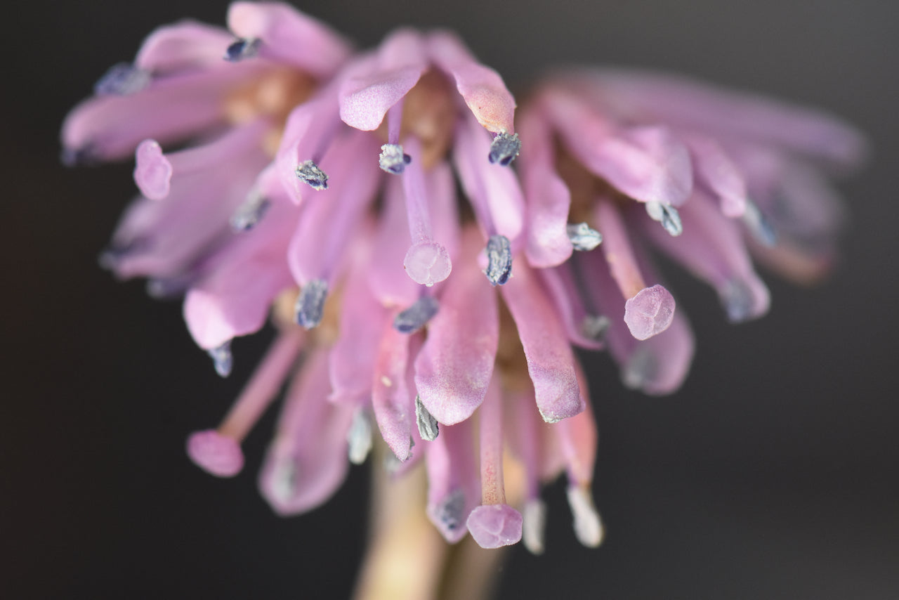 Heloniopsis orientalis  (Purple Sprite)