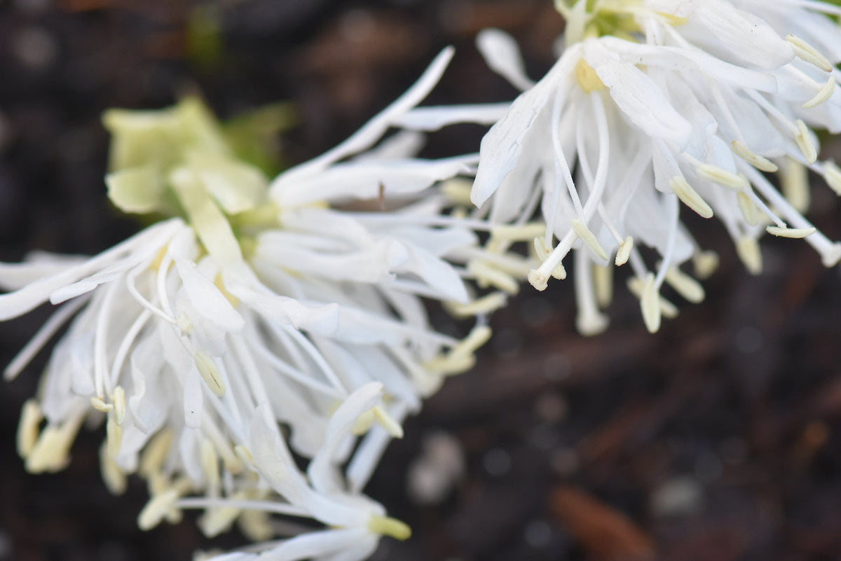 Heloniopsis orientalis var. flavida &#39;Snow White&#39; (White Sprite)