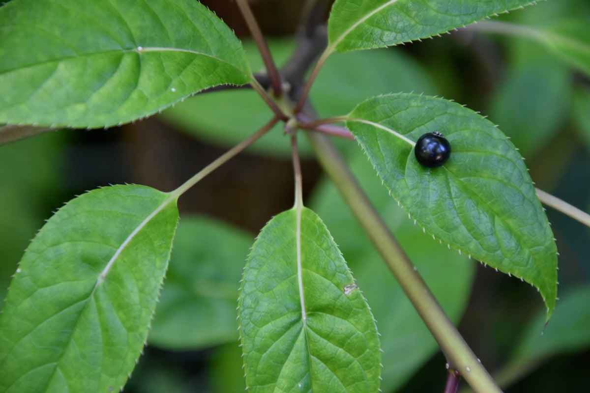 Helwingia japonica DJHC405 (Helwingia)