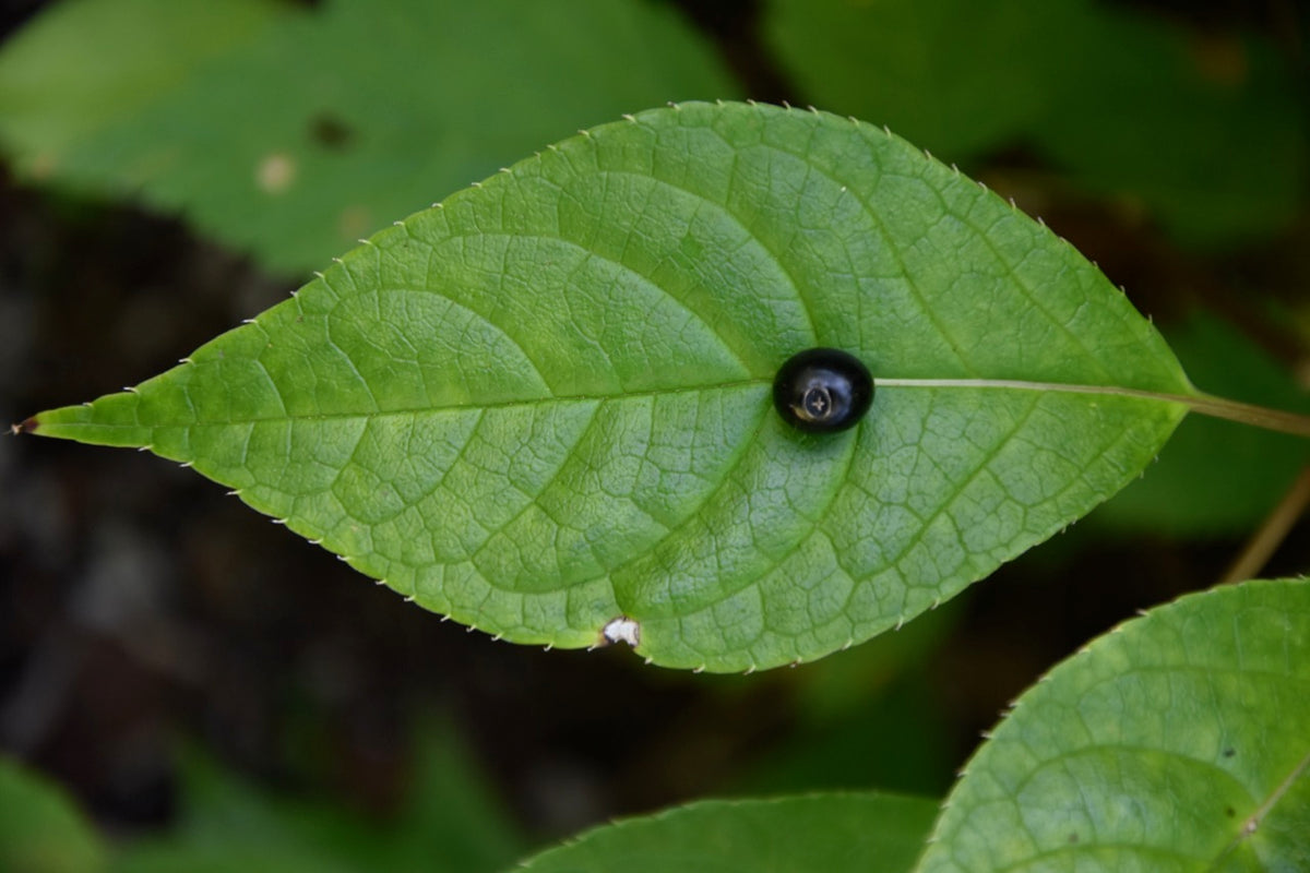 Helwingia japonica DJHC405 (Helwingia)
