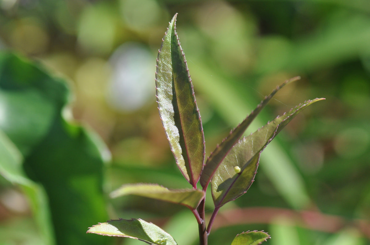 Helwingia chinensis Heronswood Broadleaf Form - Male