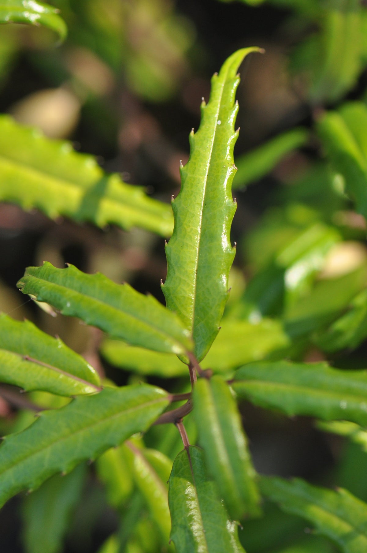 Helwingia chinensis Narrowleaf Form - Male