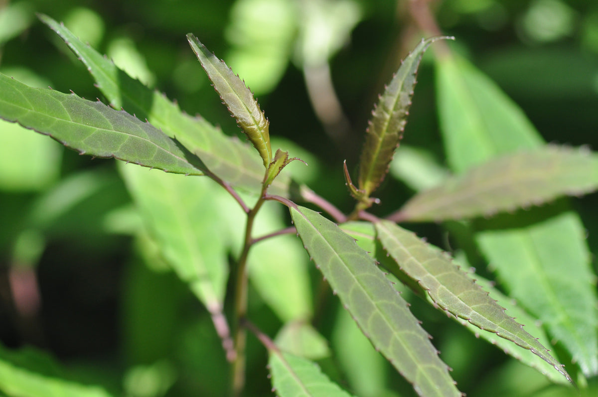 Helwingia chinensis Narrowleaf Form - Female