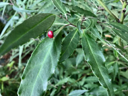 Helwingia chinensis Narrowleaf Form - Female