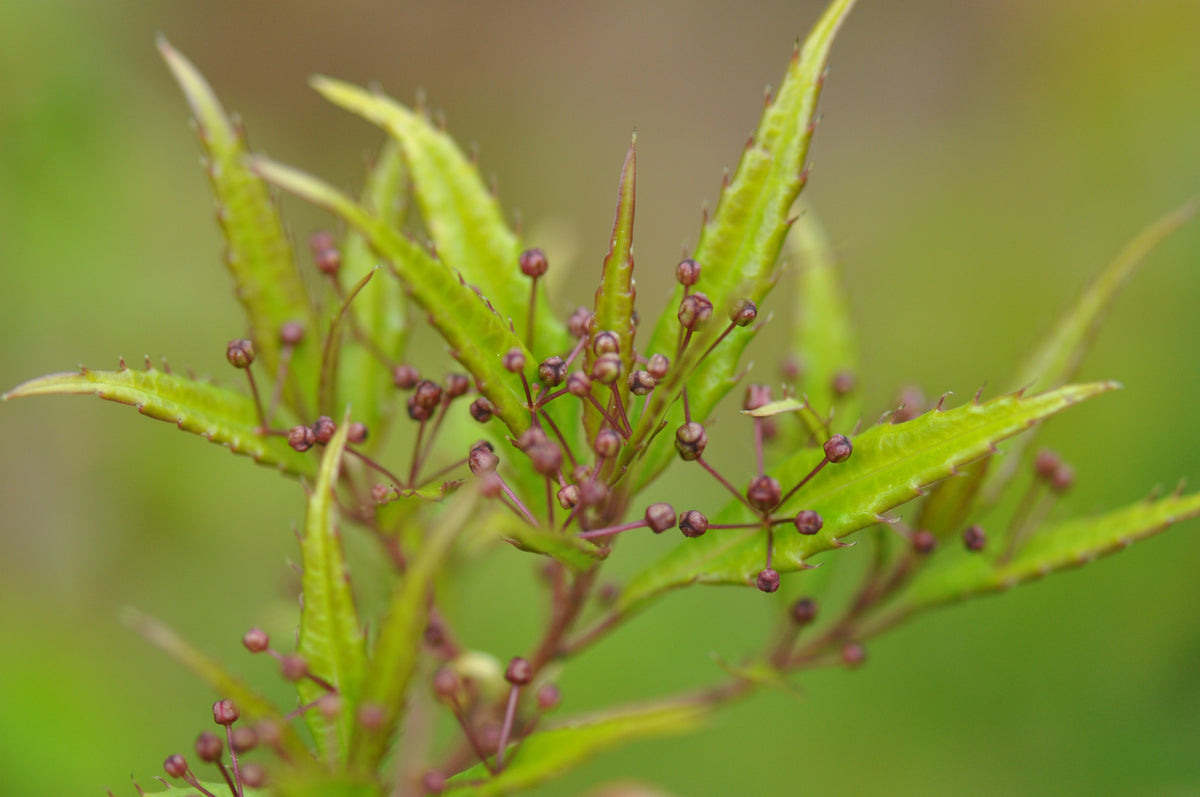 Helwingia chinensis Narrowleaf Form - Male