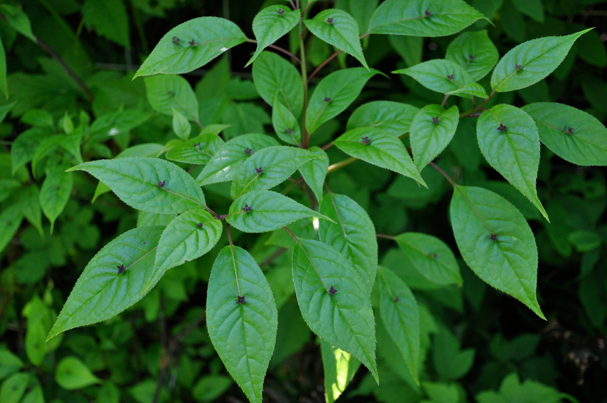 Helwingia japonica DJHC405 (Helwingia)