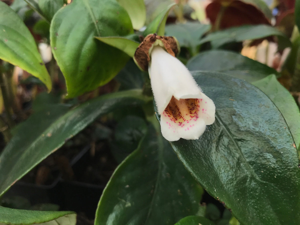 Hemiboea subcapitata  (False Siningia)