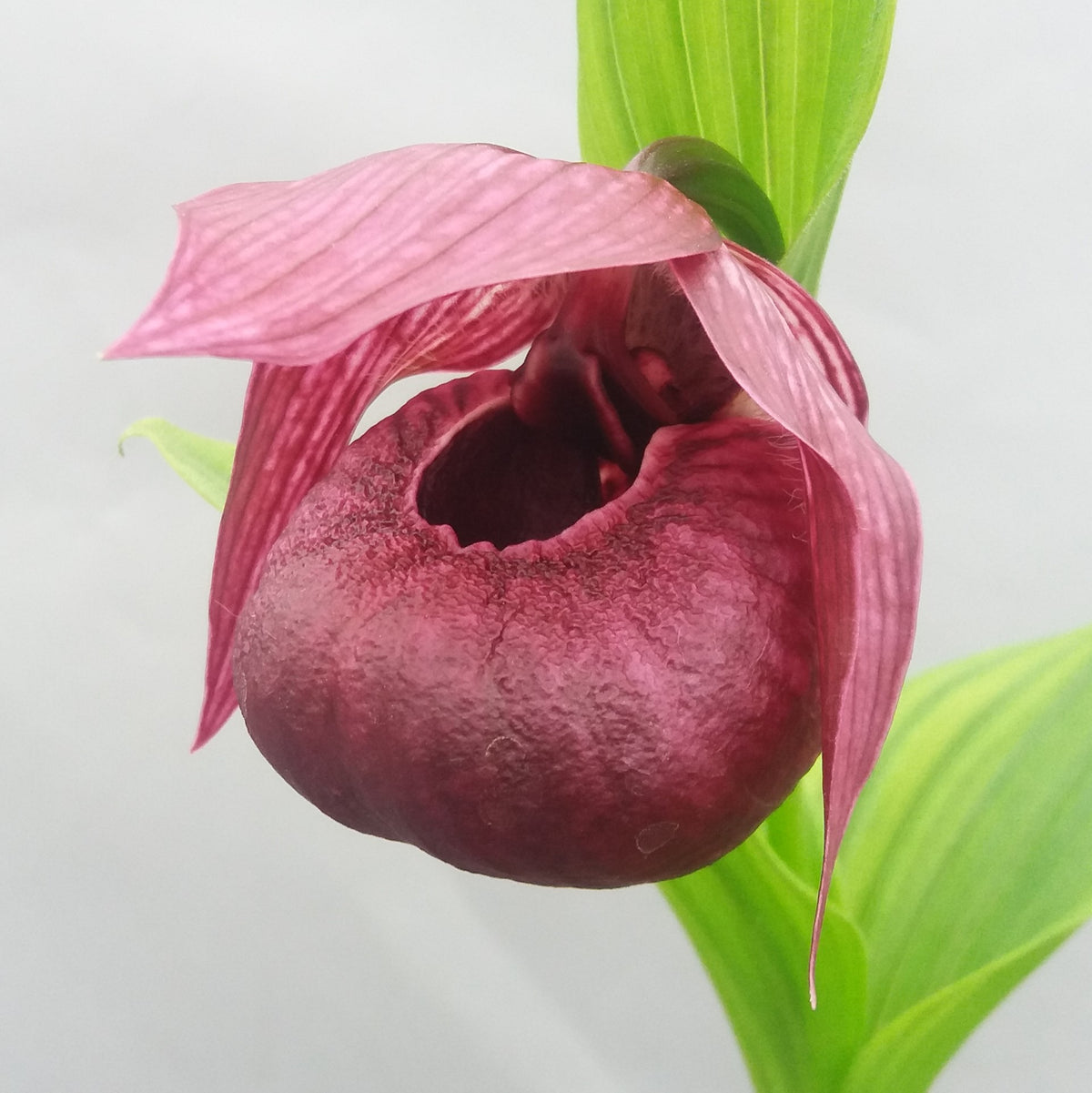 Cypripedium &#39;Henric&#39; (Lady&#39;s Slipper Orchid)
