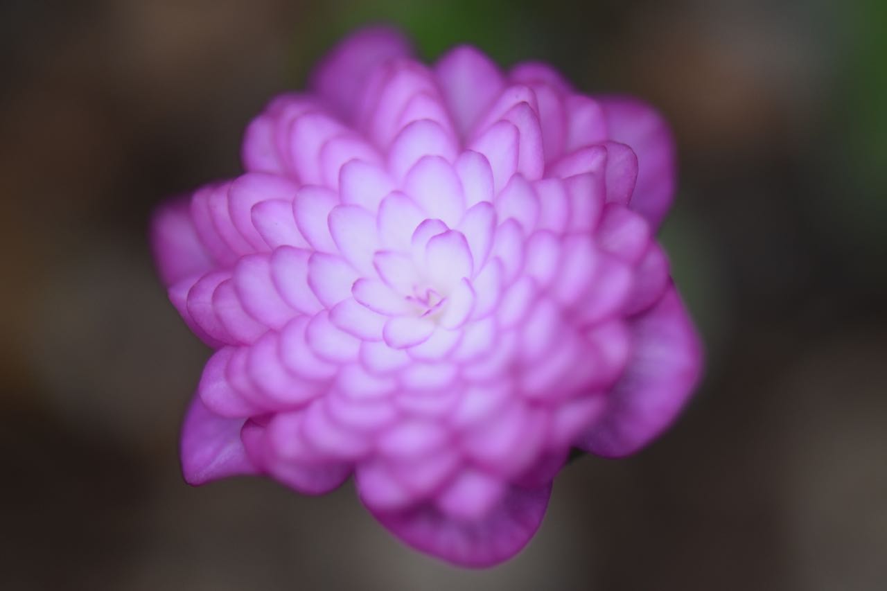 Hepatica nobilis var. japonica 'Anju' (Liverleaf)