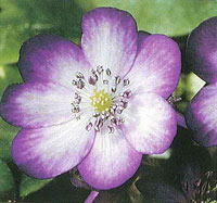 Hepatica nobilis var. japonica &#39;Asa Moya&#39; (Liverleaf)