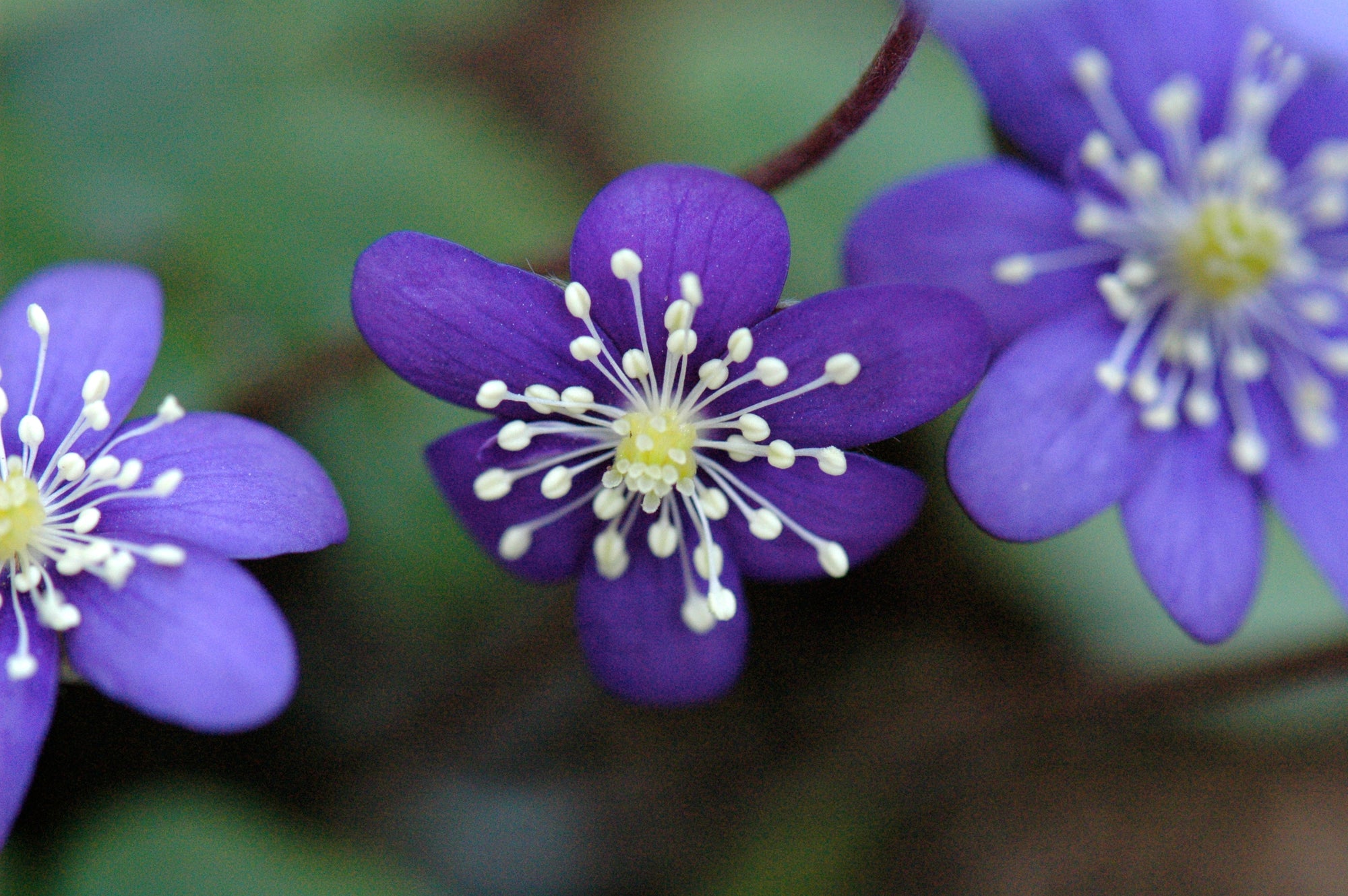 Hepatica nobilis var. japonica (Liverleaf)