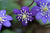 Hepatica nobilis var. japonica (Liverleaf)