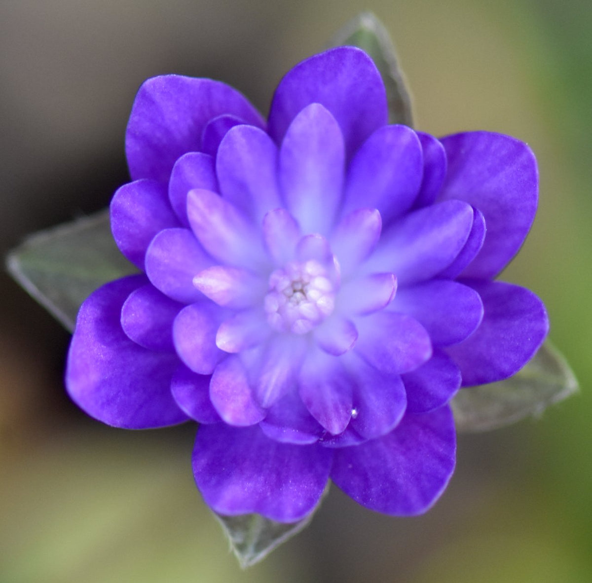 Hepatica nobilis var. japonica &#39;Shikoden&#39; (Liverleaf)