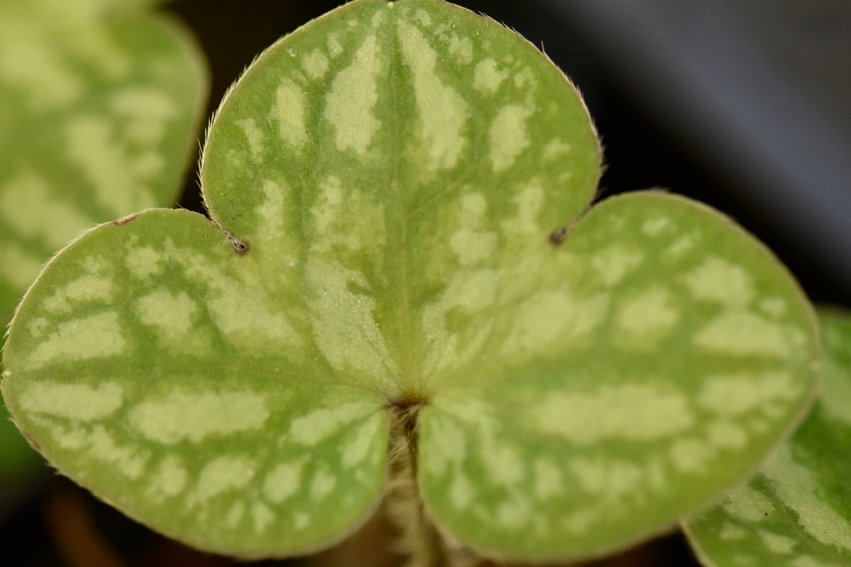 Hepatica nobilis var. japonica &#39;Subaru&#39;  (Liverleaf)