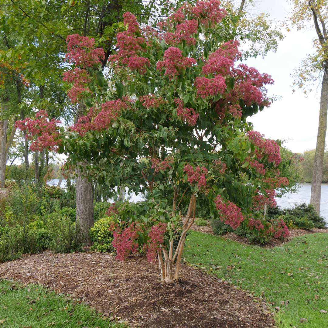 Heptacodium miconioides 'Temple Of Bloom'  (Seven-son Flower)