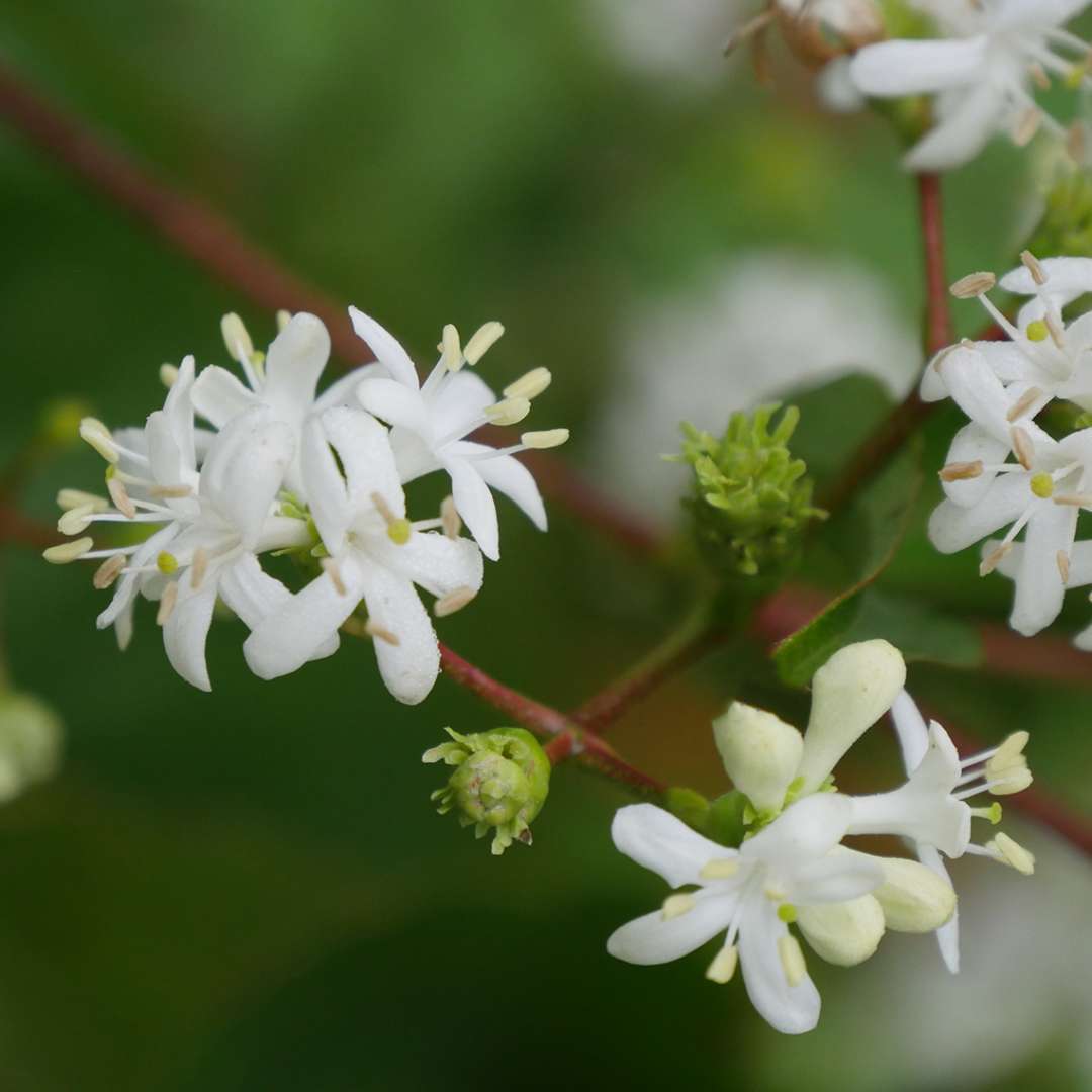 Heptacodium miconioides &#39;Temple Of Bloom&#39;  (Seven-son Flower)