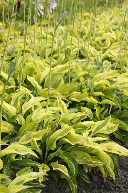 Hosta 'Yellow Polka Dot Bikini' (Plantain Lily)